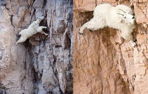 Альпийский горный козёл, или альпийский козёл, или ибекс, или козерог (лат. Capra ibex)