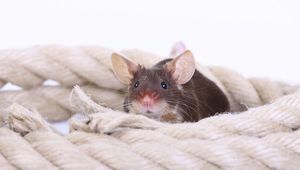 Могут ли крысы чувствовать радость?