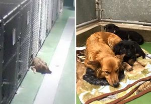 Собака сбежала из клетки, чтобы успокоить брошенных плачущих щенков