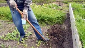 Как вывести медведку с участка стопроцентным бесплатным способом