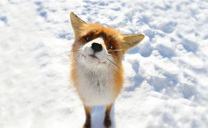 Зимние фотографии лисиц восхитительны.