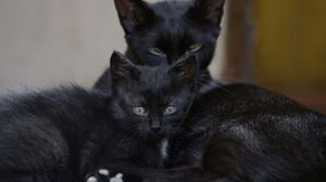 «Кошка-мама», взяла на себя заботу о брошенных котятах!