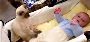 Кошка-няня — помощница маме! Смотрите это умилительное видео