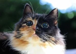 Post navigation Слепая кошка с очень красивыми глазами, перед которыми не устоять!