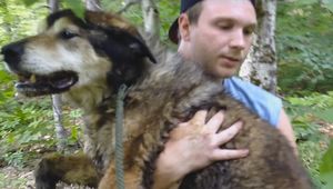 Спасатели следуют вглубь леса, чтобы найти старую, испуганную собаку.