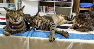 История о том, как три слепых кошки нашли любящий дом.