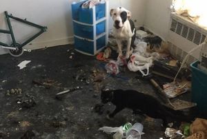 Собака и кошка жили в квартире среди мусора, но их спасли.