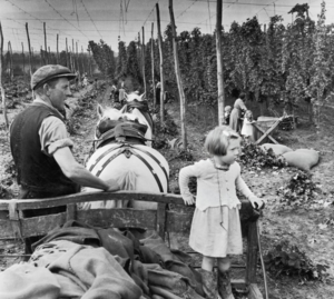 1951. Лондонцы собирают хмель в сельской местности Кента на снимках Берта Харди
