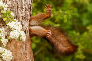 Объявлены победители фотоконкурса Nikon Comedy Wildlife Awards 2024