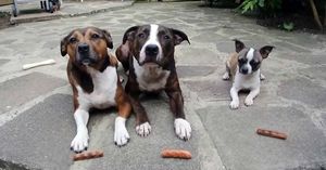Этим троим псам раздали по колбаске. А теперь посмотри, что делает самый маленький