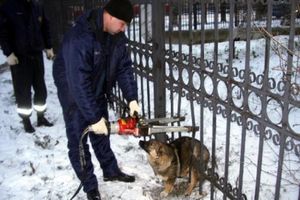 В Кисловодске спасли застрявшую в ограде собаку