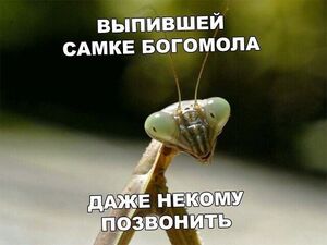 Миф о самках богомолов