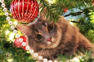 Кошачье-новогодняя сказка...