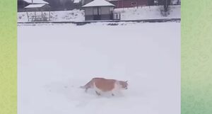 Которэкет...