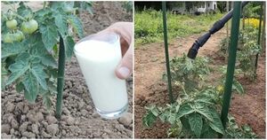 Молоко в качестве подкормки огурцов и томатов: звучит необычно