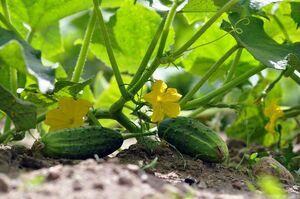 Повышаем урожайность огурцов без дополнительных подкормок