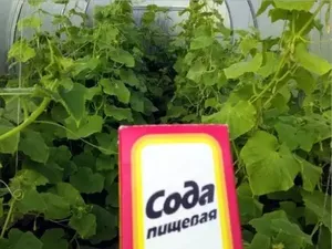 Сода – полезный порошок не только в кулинарии