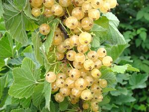 Секрет хорошего урожая смородины