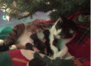 Котята родились под рождественской елкой, и это самый чудесный подарок.