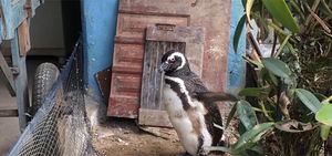 Самый преданный в мире пингвин