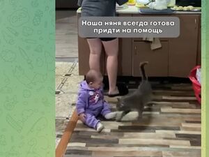 Котоняня...