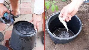 Как получить большой урожай томатов