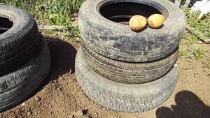 Как вырастить картофель в покрышках