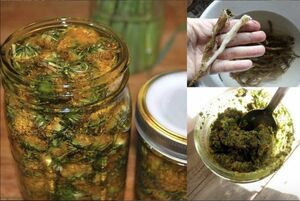Одуванчик: жизненная энергия в корне