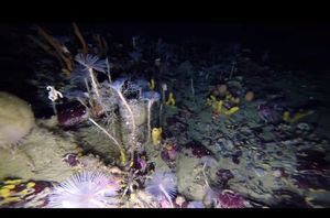 Наполненный жизнью подводный мир Антарктиды