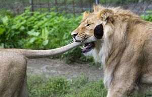 В мире животных