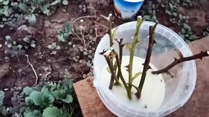 Ленивый способ черенкования роз большими партиями осенью