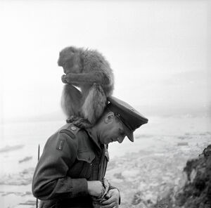 1954. «Почему мы должны сохранить Гибралтар». Фоторепортаж Берта Харди