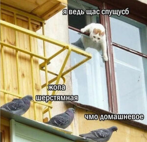 Пернатые тролли...