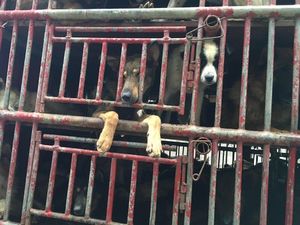 История спасения 300 собак, которых везли на рынок мяса.