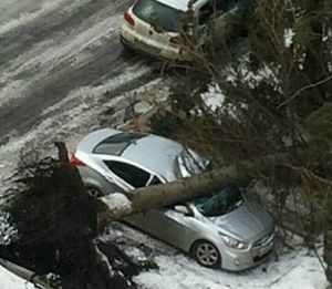 Ураган на Ставрополье валил людей с ног и вырывал деревья