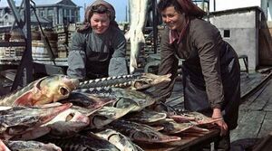 Сколько в СССР стоила самая дешевая и самая дорогая рыба?