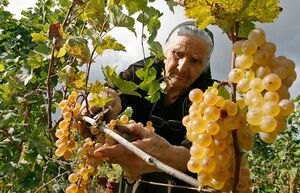 Не «Агдамом» единым: какой еще портвейн пользовался популярностью в СССР
