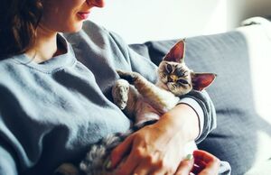 Как дать кошке понять, что вы ее по-настоящему любите