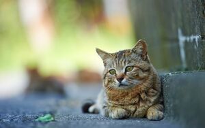 4 популярных мифа о кошках, в которые пора перестать верить