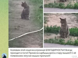 И снова из садового чата: кошка-мышеловка...