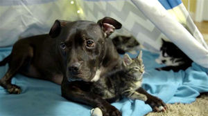 Питбуль, спасенный с ринга для собак, проводит свое время с котятами.