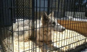 История о метисе волка, который блуждал по пригороду Лос-Анджелеса.