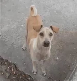 Это видео, на котором собака просит еды, и, как оказалось, не для себя
