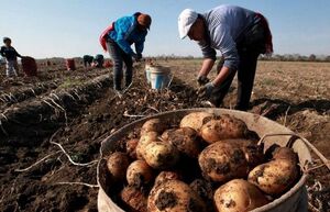 Какие растения лучше всего посадить на грядках после картофеля