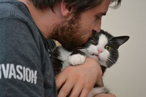 23 примера, показывающих, что кошки ненавидят тисканье и прочую близость