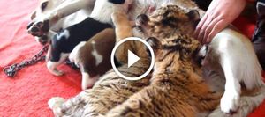 Собака стала мамой для брошенных тигрят