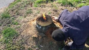 Как быстро и просто удалить пень без выкорчевывания