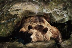 Как медведи переносят длительную зимнюю спячку: что происходит с организмом животного