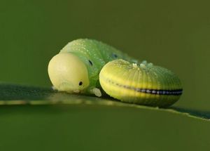 Красивые макро-фотографии насекомых
