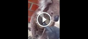 Легкий способ очистить Вашу коалу от репяхов с помощью расчески!